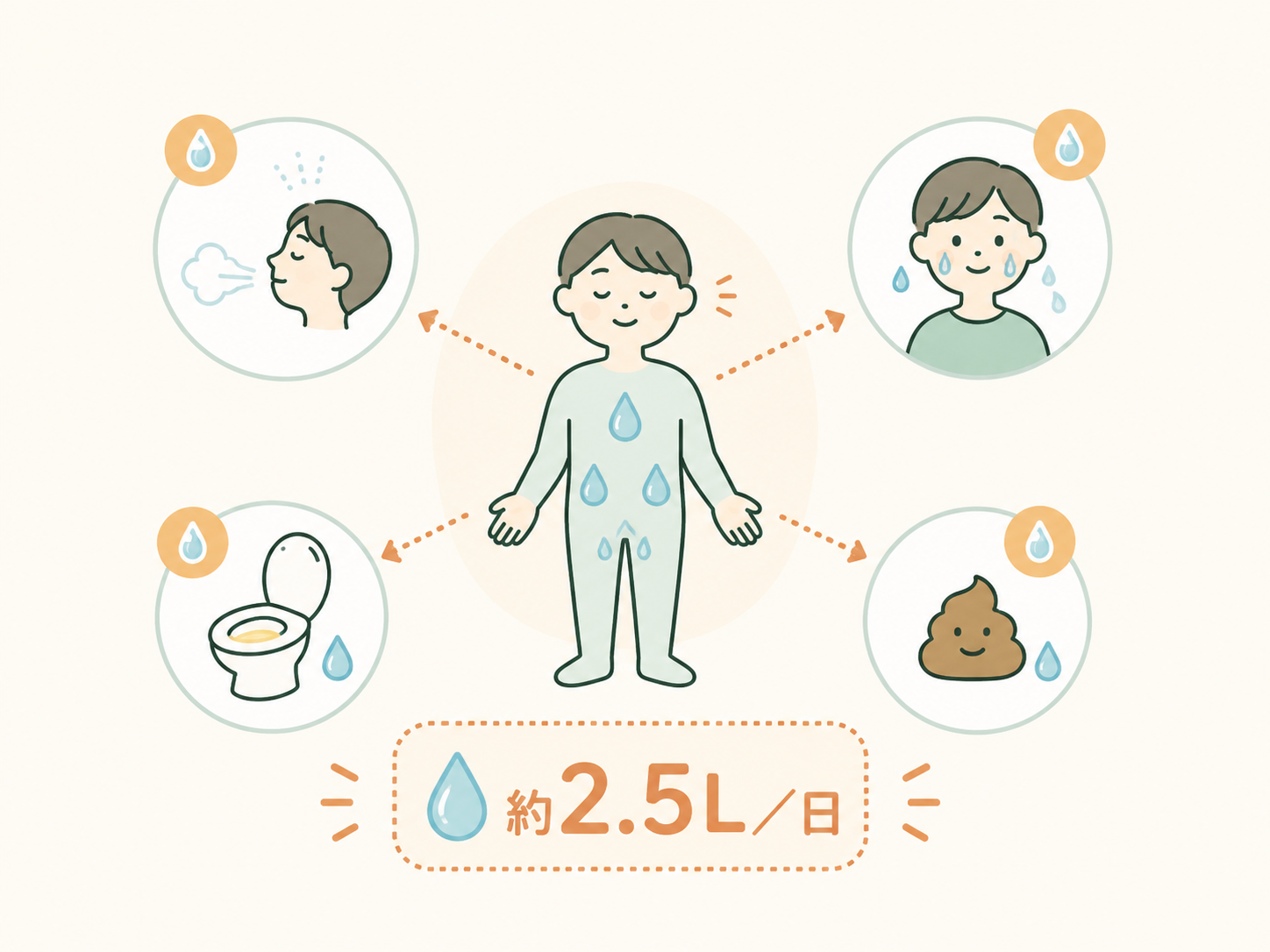 身体から尿・汗・呼吸・便で水分が失われることを表した、いらすとや風イラスト